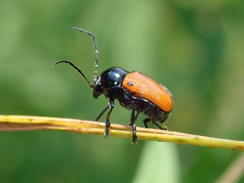 Chrysomelidae: Cryptocephalus ?